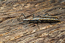 Southern two-striped walkingstick  (Anisomorpha buprestoides) - orange color form, pair mating, Florida, USA, August.