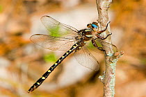 Twin-spotted spiketail dragonfly (Cordulegaster maculata)  Big Creek Scenic Area, Texas, USA, March.