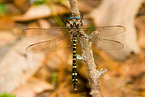 Twin-spotted spiketail dragonfly (Cordulegaster maculata)  Big Creek Scenic Area, Texas, USA, March.