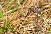 Twin-spotted spiketail dragonfly (Cordulegaster maculata)  male, Texas, USA, March.