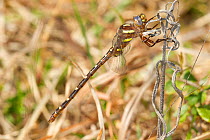 Twin-spotted spiketail dragonfly (Cordulegaster maculata)  male, Texas, USA, March.