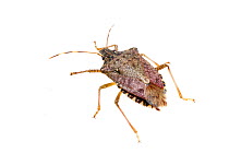 Brown marmorated stink bug (Halyomorpha halys) Kentucky, USA, June.