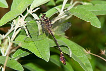 Cobra clubtail dragonfly (Gomphus vastus) male, Texas, USA, July.