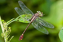 Cobra clubtail dragonfly (Gomphus vastus) male, Palmetto State Park, Texas, USA, July.