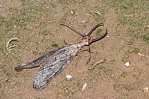 Dobsonfly (Corydalus cornutus)  male, Bruggeman Park, Iowa, USA, July.