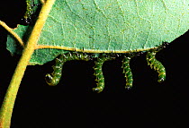 Dusky birch sawfly (Craesus latitarsus) larva, standing up in defensive display, South Carolina, USA, January.