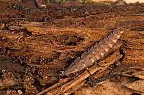 Firefly (Photinus) larva, South Carolina, USA. February.