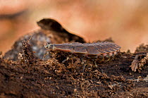 Firefly (Photinus) larva, South Carolina, USA. February.