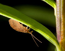 Brown lacewing (Micromus posticus) on goldenrod, Philadelphia, USA, July.
