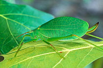 Common true katydid (Pterophylla camellifolia) on leaf, New Jersey, USA.