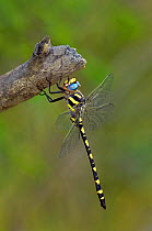 Pacific spiketail dragonfly (Cordulegaster dorsali) male resting,  California, USA.