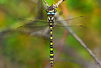 Pacific spiketail dragonfly (Cordulegaster dorsali) male resting,  California, USA.