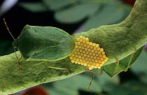 Southern green stink bug (Nezara viridula) female laying eggs. Introduced pest species in Australia.