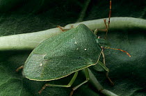 Southern green stink bug (Nezara viridula) . Introduced pest species in Australia.