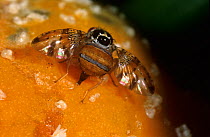 Mediterranean fruit fly (Ceratitis capitata) female laying eggs into a papaya fruit. Introduced pest species in Australia.