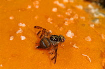 Mediterranean fruit fly (Ceratitis capitata) female laying eggs into a papaya fruit. Introduced pest species in Australia.