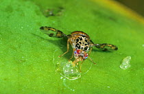 Mediterranean fruit fly (Ceratitis capitata) feeding on unripe papaya fruit. Introduced pest species in Australia.
