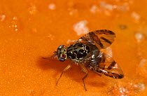 Mediterranean fruit fly (Ceratitis capitata) female laying eggs into a papaya fruit Introduced pest species in Australia.