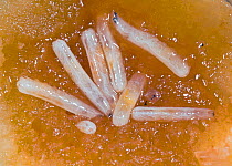Mediterranean fruit fly (Ceratitis capitata) larvae in apricot fruit  Introduced pest species in Australia.