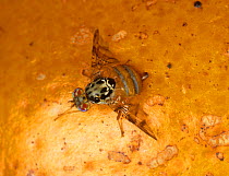 Mediterranean fruit fly (Ceratitis capitata) feeding on Orange fruit. October.