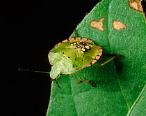 Southern green stink bug (Nezara viridula) nymph on Soyabean leaf