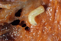 Mediterranean fruit fly larva (Ceratitis capitata) in Peach (Prunus persica) larva in decomposing Peach (Prunus persica) fruit