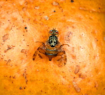 Mediterranean fruit fly (Ceratitis capitata) feeding on Orange fruit