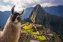 Llama (Lama glama) in front of Machu Picchu ruins, Andes, Peru, July 2006.