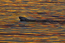 Polar bear (Ursus maritimus) swimming in calm water with sunset light reflected in ripples, Wrangel Island, Far East Russia, September.