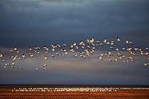 Snow geese (Chen caerulescens) flock in flight, Wrangel Island, Far East Russia, August.