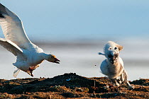 Snow goose (Chen caerulescens) mobbing Arctic fox (Alopex lagopus) Wrangel Island, Far East Russia, June.