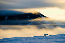 Arctic fox (Alopex lagopus) running in snowy landscape with mountains behind, Wrangel Island, Far East Russia, May.