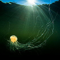 Lion's mane jellyfish (Cyanea capillata) with feeding tentacles spread swimming in the sun in shallow water. Gulen, Norway. North East Atlantic Ocean.