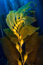 Air filled bladders of Giant kelp (Macrocystis pyrifera). Santa Barbara Island, Channel Islands. Los Angeles, California, United States of America. North East Pacific Ocean.