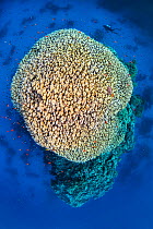 Dome coral (Porites nodifera) pinnacle or bommie surrounded by fish, including Scalefin anthias (Pseudanthias squamipinnis), with diver Fury Shoal, Egypt. Red Sea.