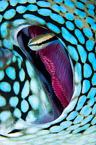 Cleaner wrasse (Labroides dimidiatus) swims out from the gill of a Blue spotted pufferfish (Arothron caeruleopunctatus). East of Eden, Similan Islands, Thailand. Andaman Sea, Indian Ocean.