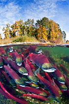 Split level photo of group of Sockeye salmon (Oncorhynchus nerka) fighting their way upstream as they migrate back to the river of their birth to spawn, trees showing autumnal colours. Adams River, Br...