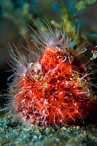 Hairy frogfish (Antennarius striatus) on a sandy seabed. Anilao, Batangas, Luzon, Philippines. Verde Island Passages, Tropical West Pacific Ocean.