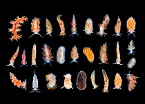 Studio image of multiple Nudibranch species. Gulen, Norway. North East Atlantic Ocean. Digital composite.