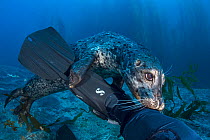 Harbour seal (Phoca vitulina) investigating the leg of the photographer (Alex Mustard). Santa Barbara Island, Channel Islands. Los Angeles, California, United States of America. North East Pacific Oce...