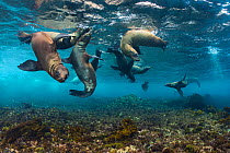 California sea lions (Zalophus californianus) babies playing in the safety of shallow water.  Santa Barbara Island, Channel Islands. Los Angeles, California, United States of America. North East Pacif...