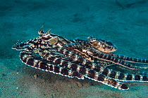Mimic octopus (Thaumoctopus mimicus) mating/courtship. The smaller male is riding on top of the female as he tries to place his sperm sac inside her mantle with his arm. Lembeh Strait, Sulawesi, Indon...