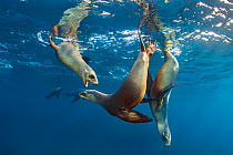 California sea lions (Zalophus californianus) group playing in the sun in the early morning. Santa Barbara Island, Channel Islands. Los Angeles, California, United States of America. North East Pacifi...