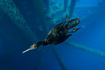 Brandt's cormorant (Phalacrocorax penicillatus) swimming beneath an oil rig. Eureka Rig, Los Angeles, California, United States of America. North East Pacific Ocean.