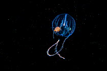 Amphipod travelling on sea gooseberry (Ctenophora) Browning Pass, Vancouver Island, British Columbia, Canada. North East Pacific Ocean.