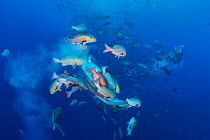 Bohar snappers (Lutjanus bohar) breaking up into smaller groups to spawn. The fish swim short arches above the main group as they release clouds of gametes. ~Shark City, Ulong, Rock Islands, Palau. Tr...