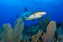 Caribbean reef shark (Carcharhinus perezi) swimming over Common sea fans (Gorgonia ventalina) on a coral reef. East End, Grand Cayman, Cayman Islands, British West Indies. Caribbean Sea