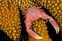 Red-spotted guard crab (Trapezia tigrina) female on a (Pocillopora sp.) coral. Seraya, Tulamben, Bali, Indonesia. Java Sea