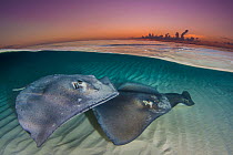 Southern stingrays (Hypanus americanus) swimming over a sand bar in the early morning. Grand Cayman, Cayman Islands. British West Indies. Caribbean Sea.