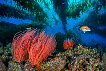 Red gorgonians (Lophogorgia chilensis) growing beneath a Giant kelp (Macrocystis pyrifera) forest, with female California sheephead (Semicossyphus pulcher). Santa Barbara Island, Channel Islands. Los...
